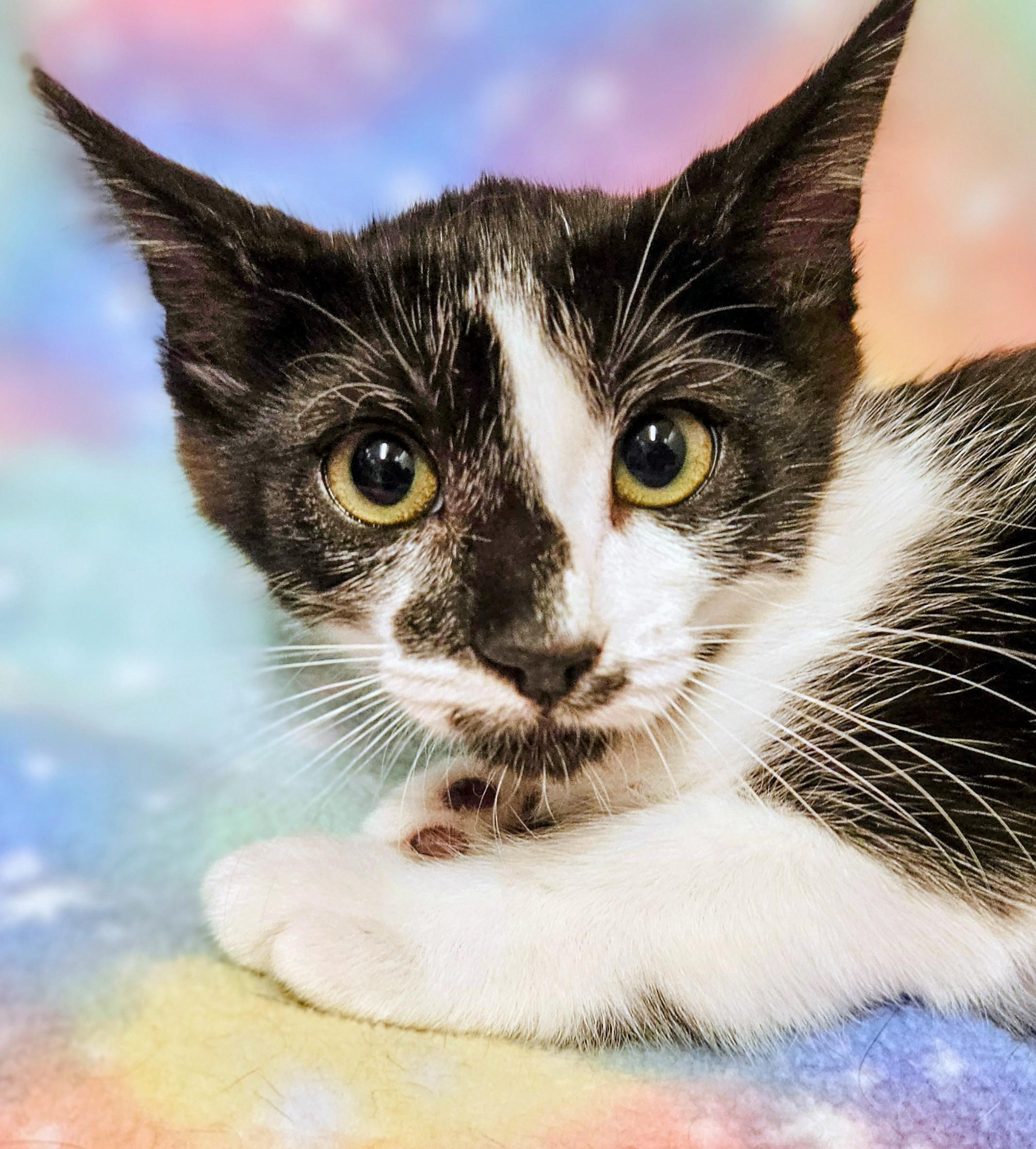 Enlarge Spirit - Rancho Cucamonga PetSmart, a Adoptable Domestic Short Hair in Rancho Cucamonga, CA image 1/3