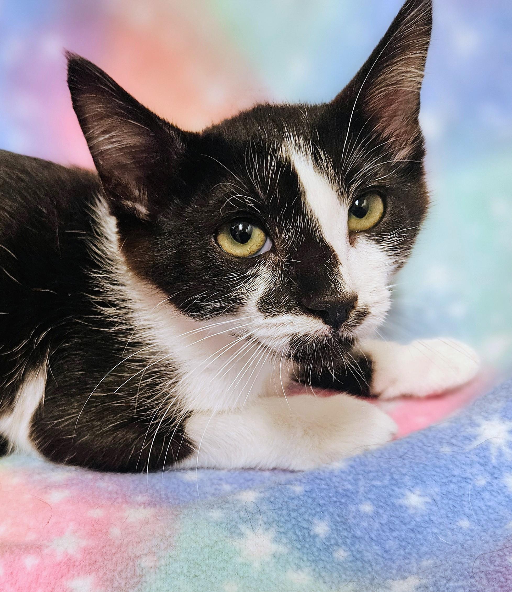 Enlarge Spirit - Rancho Cucamonga PetSmart, a Adoptable Domestic Short Hair in Rancho Cucamonga, CA image 3/3