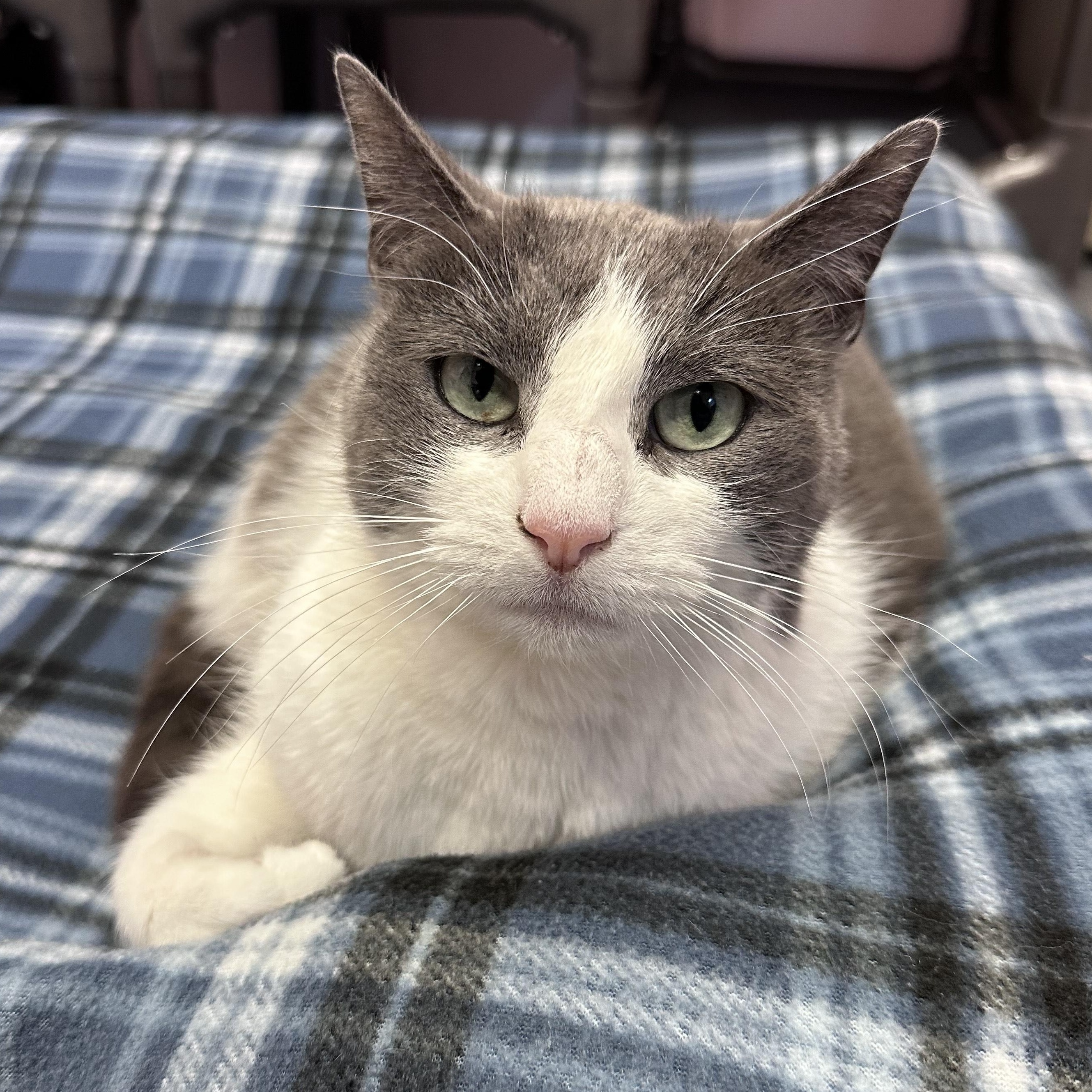 Mimi, adopted, Adult Female Domestic Short Hair.