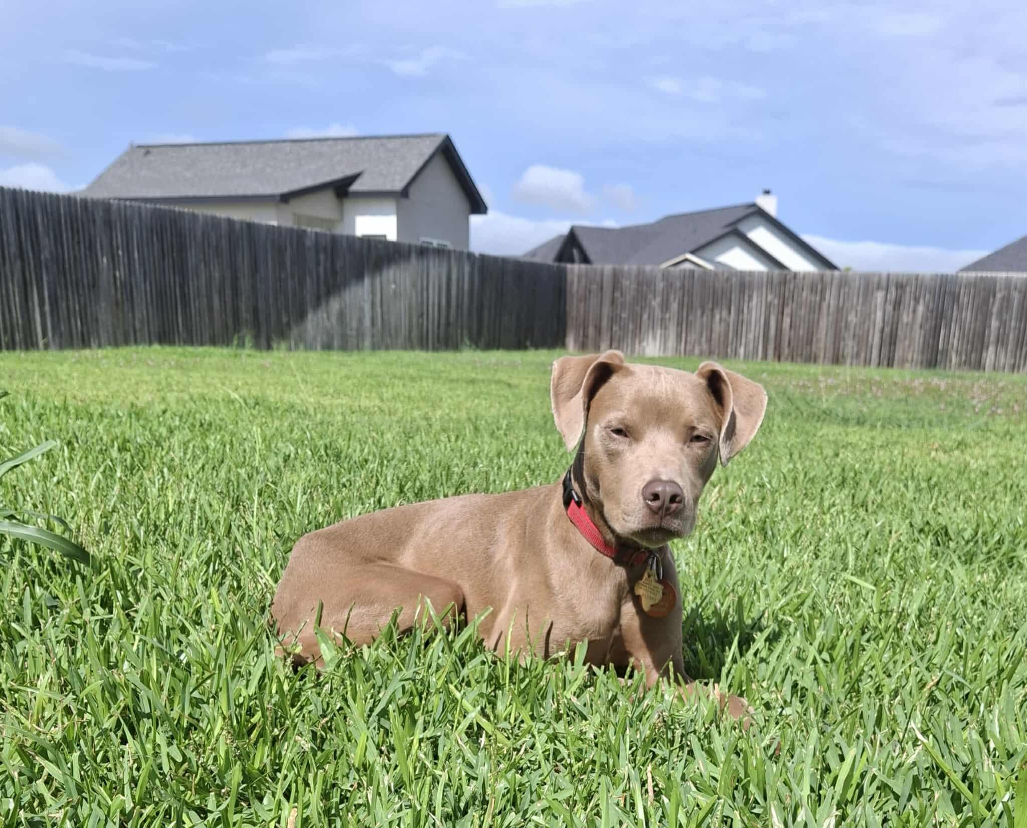 Meet Little Boy  the Bubble-Chasing Chocolate Cutie Little Boy is a 1-year-old chocolate terrier m