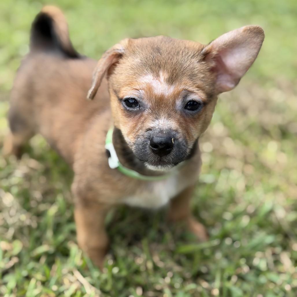 Enlarge LINCOLN, a Adoptable Chihuahua in Wellington, FL image 1/1