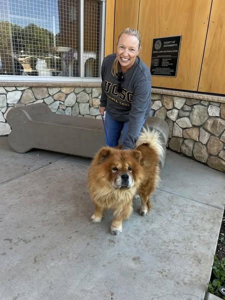 Herbie !, a Adoptable Chow Chow in Sacramento, CA image 1/2