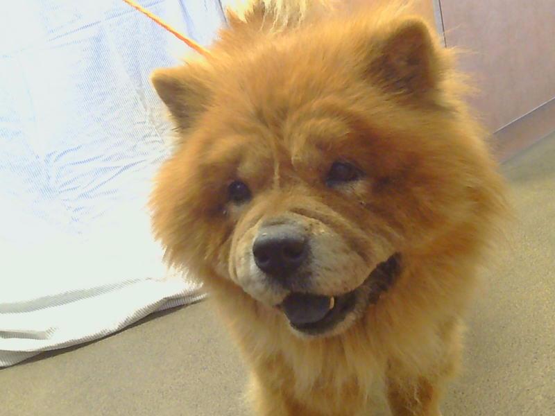 Herbie !, a Adoptable Chow Chow in Sacramento, CA image 2/2