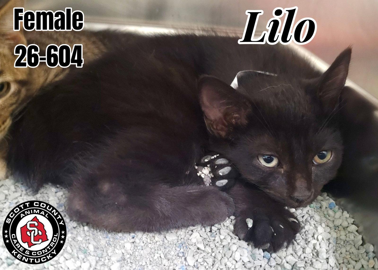Lilo, Adoptable, Kitten Female Manx.
