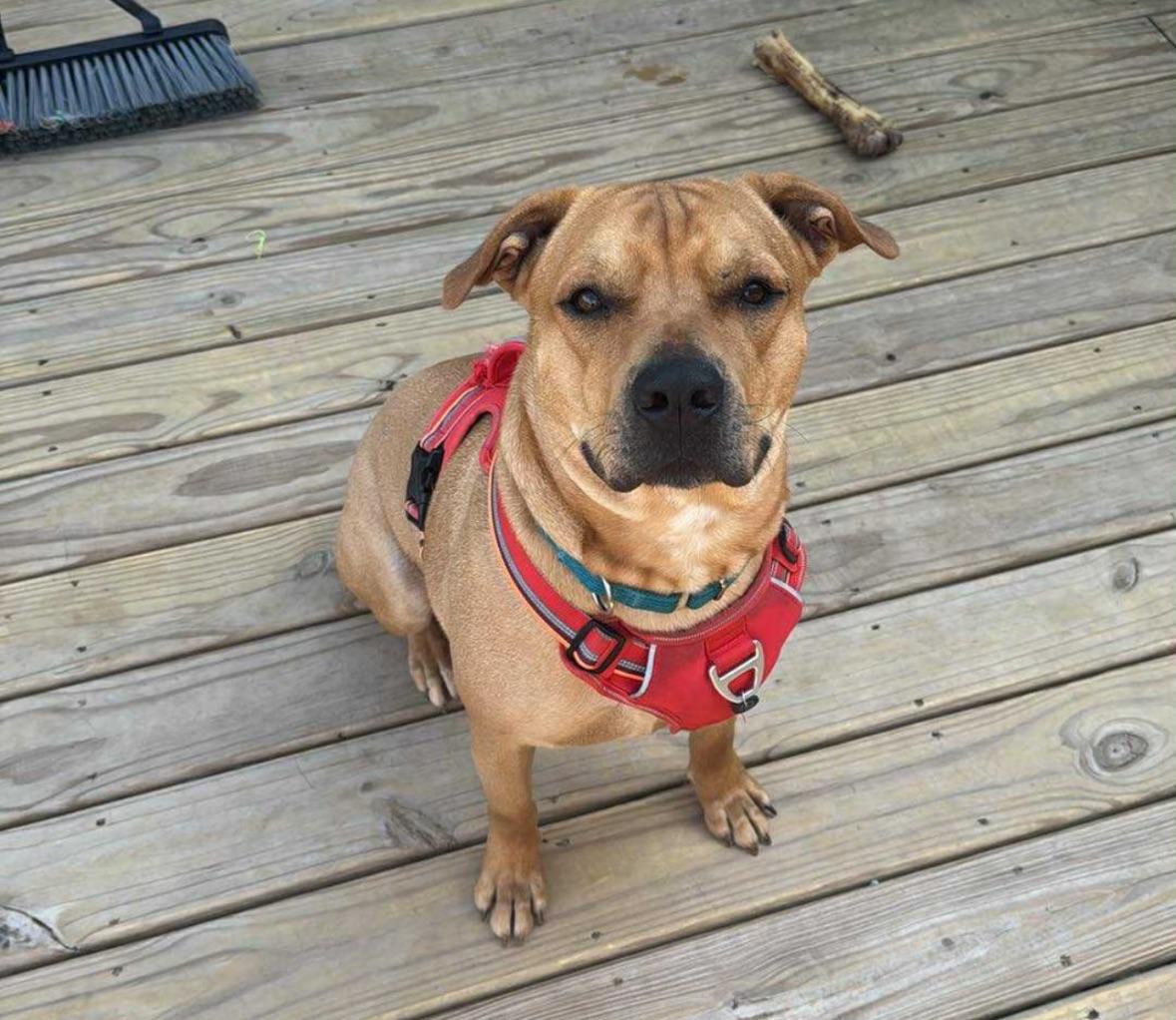 Mateo - The Smiley Guy, a Adoptable mixed breed in Carolina, PR image 4/6