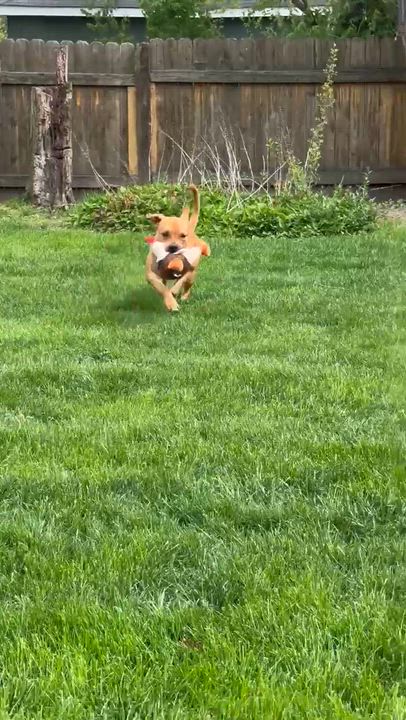 Enlarge Mateo - The Smiley Guy, a Adoptable mixed breed in Carolina, PR video 6/6
