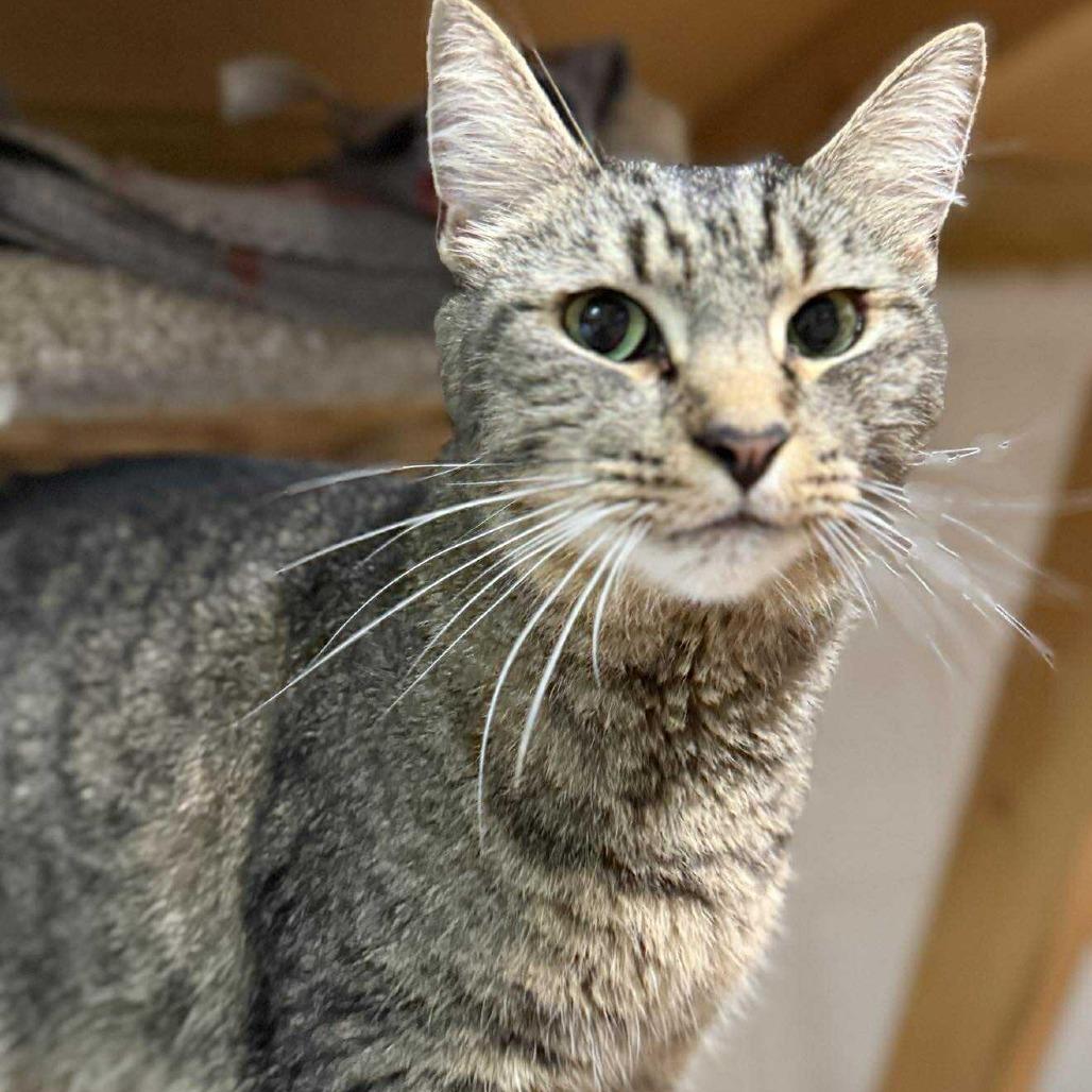 Piper, adopted, Adult Female Domestic Short Hair.