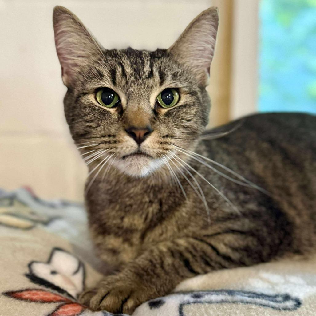 Piper, an adopted Domestic Short Hair in Talbott, TN image 2/3