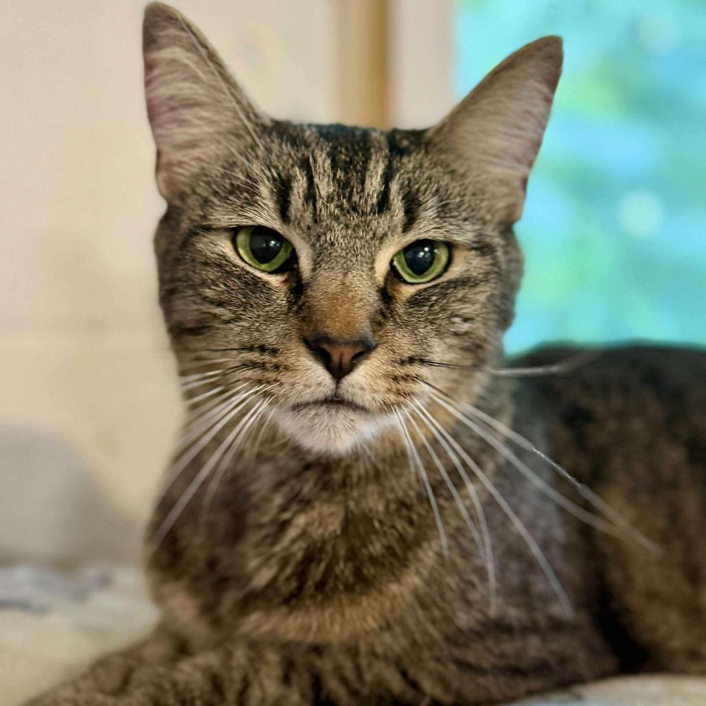 Piper, an adopted Domestic Short Hair in Talbott, TN image 3/3