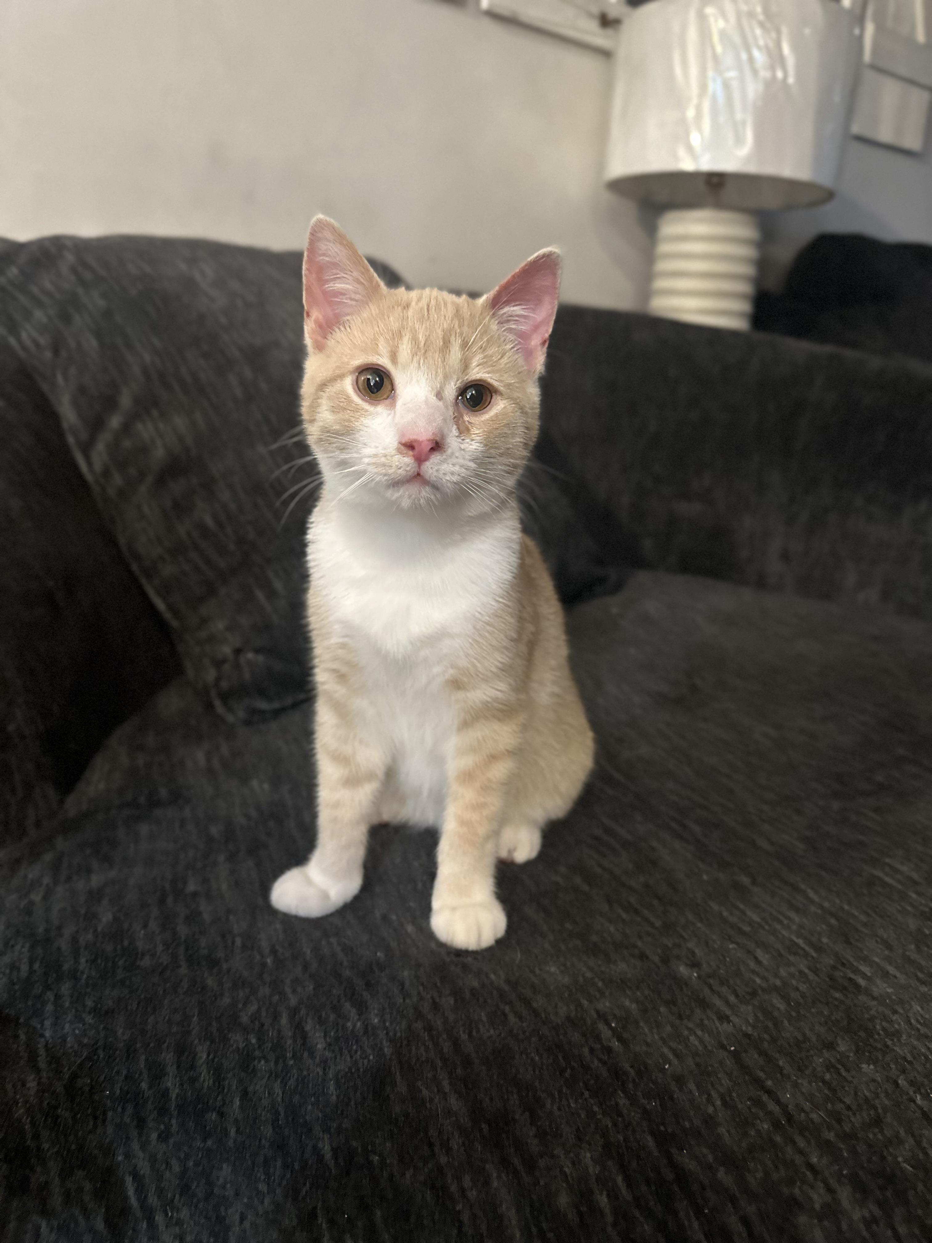 Enlarge Simba, an adopted Domestic Short Hair in Pleasantville, NJ image 3/3