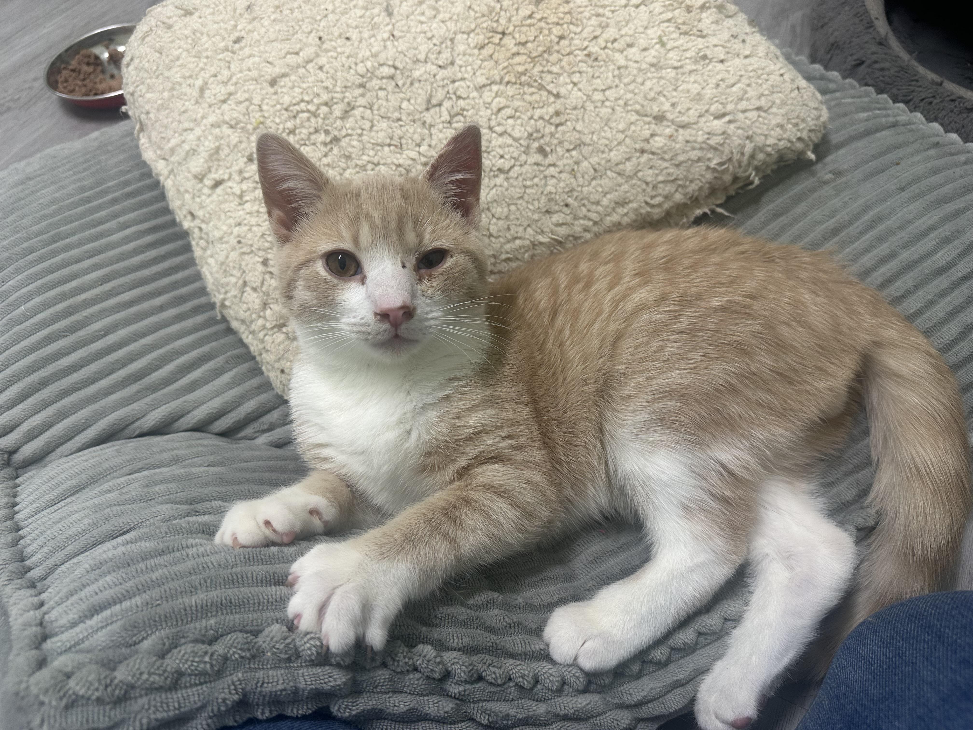 Enlarge Simba, an adopted Domestic Short Hair in Pleasantville, NJ image 2/3