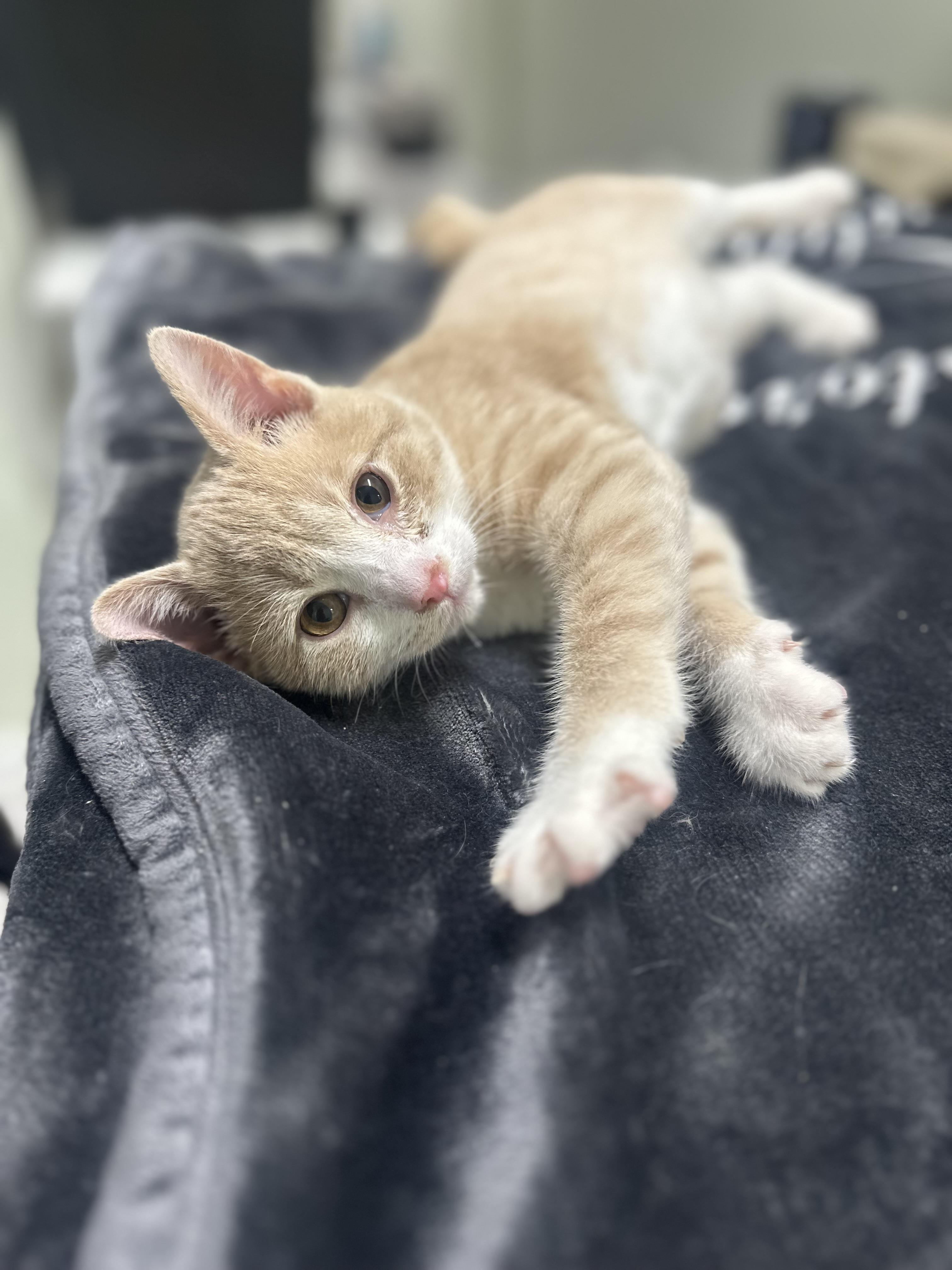 Simba, adopted, Kitten Male Domestic Short Hair.