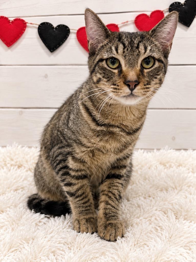 Enlarge Churro, a Adoptable mixed breed in Corpus Christi, TX image 1/1