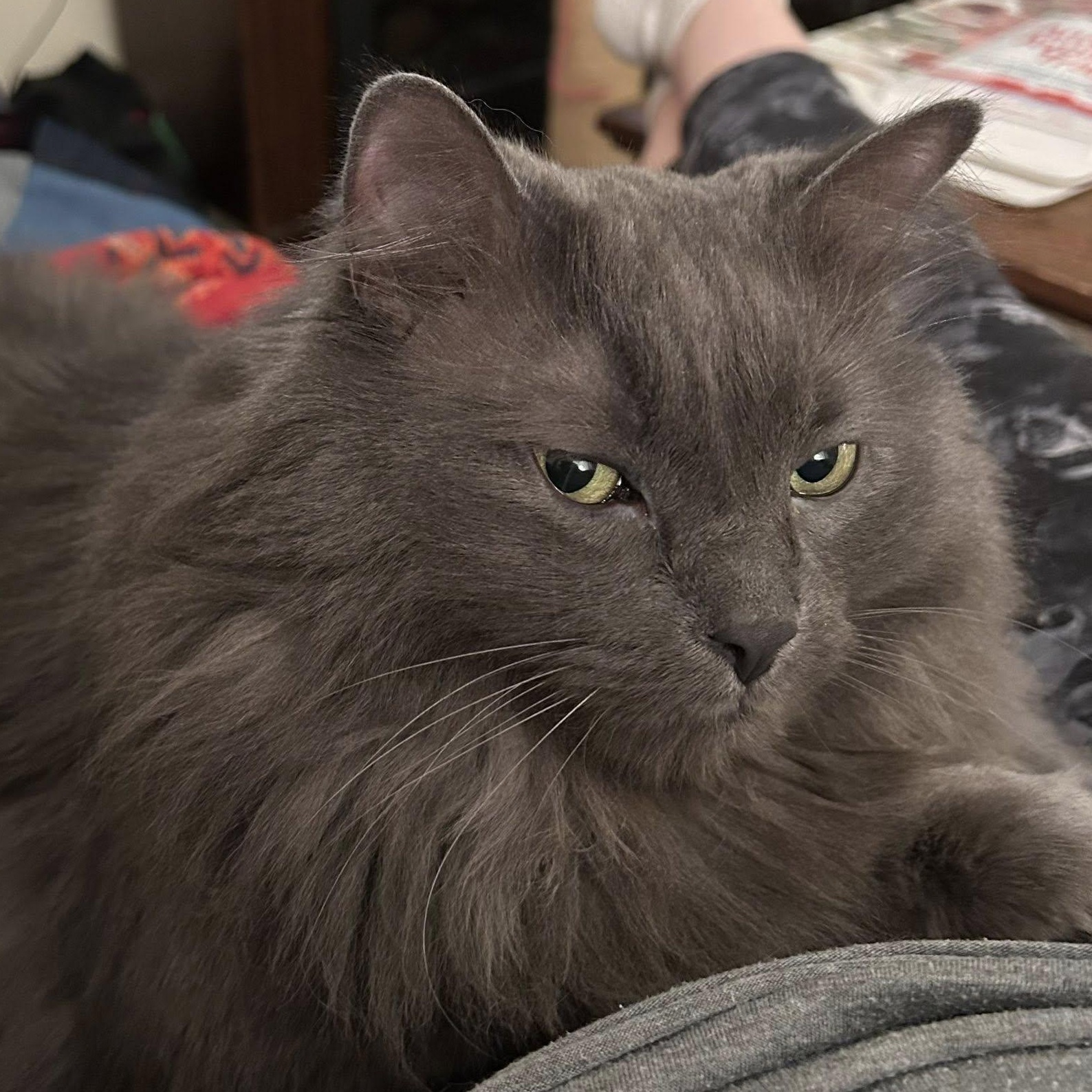 Enlarge Timmie - A Loyal Companion!, an adopted Domestic Long Hair in Hamilton, ON image 2/3