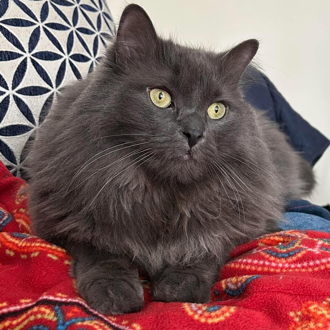 Timmie - A Loyal Companion!, adopted, Adult Male Domestic Long Hair.