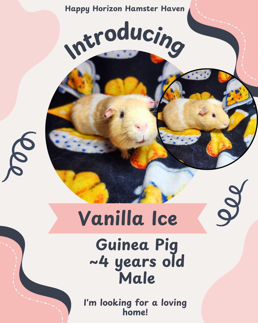 Vanilla Ice, Adoptable, Adult Male Guinea Pig.