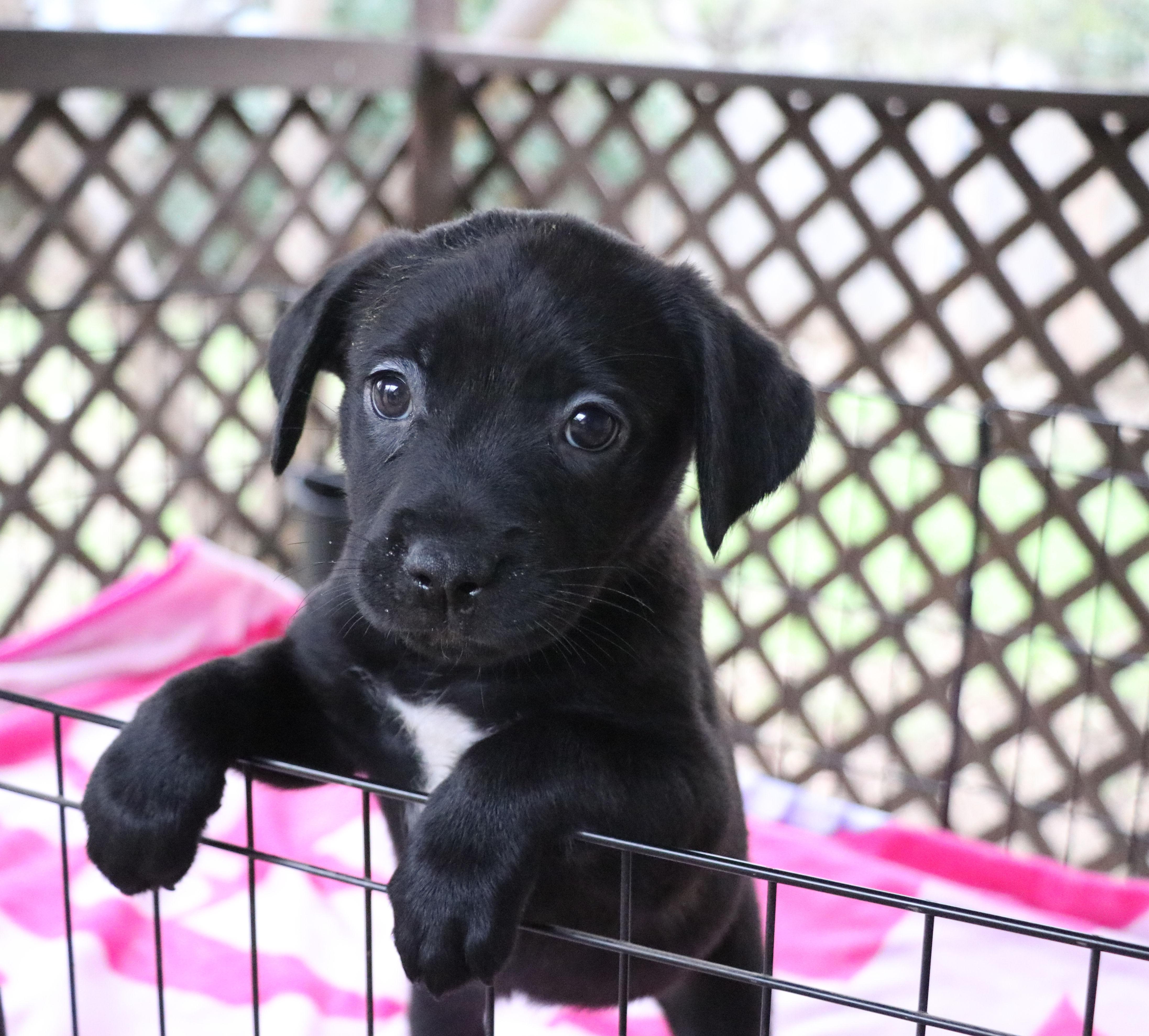 Enlarge Juliet L, an adopted Mixed Breed in Pflugerville, TX image 1/6