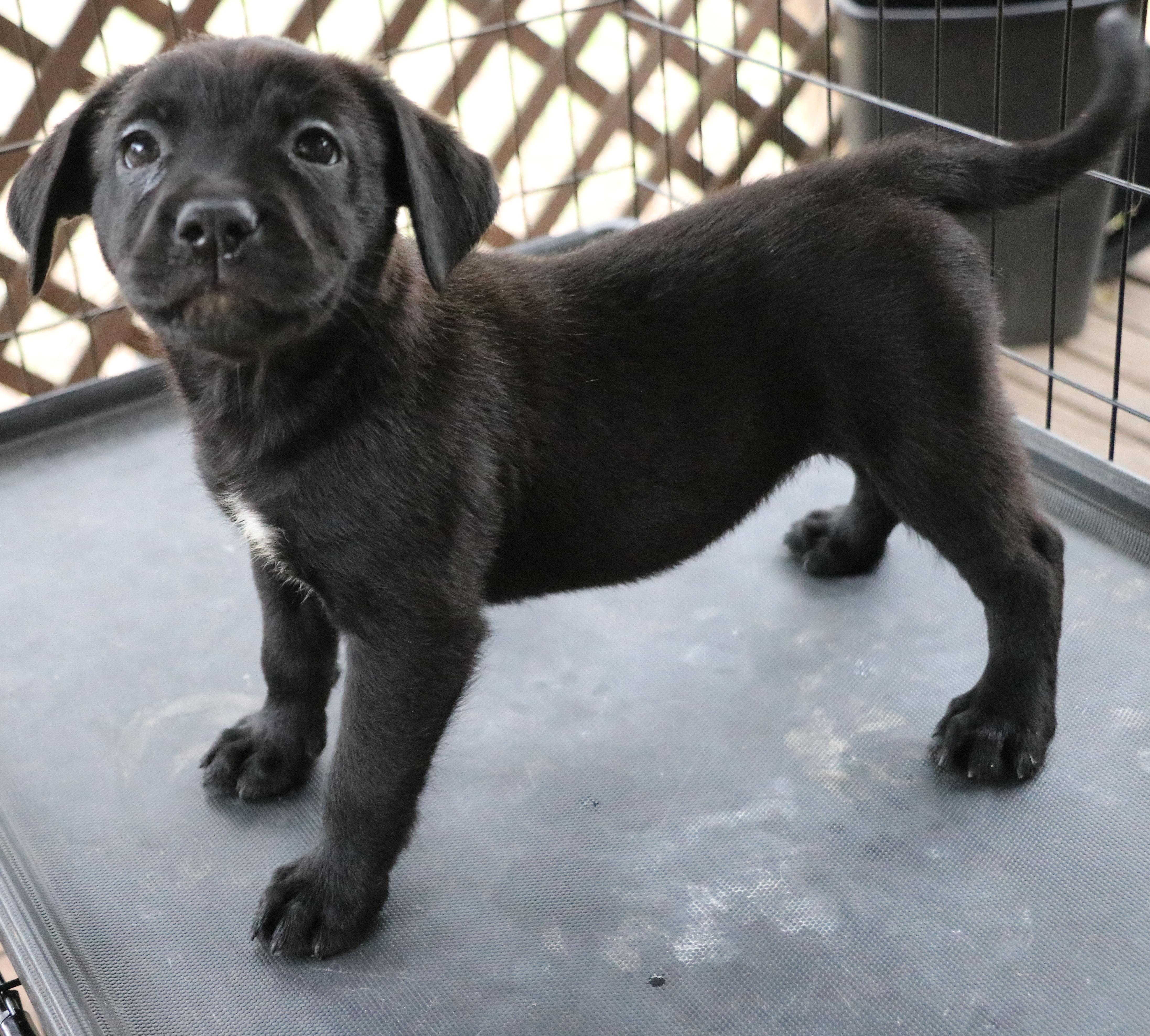 Enlarge Juliet L, an adopted Mixed Breed in Pflugerville, TX image 3/6