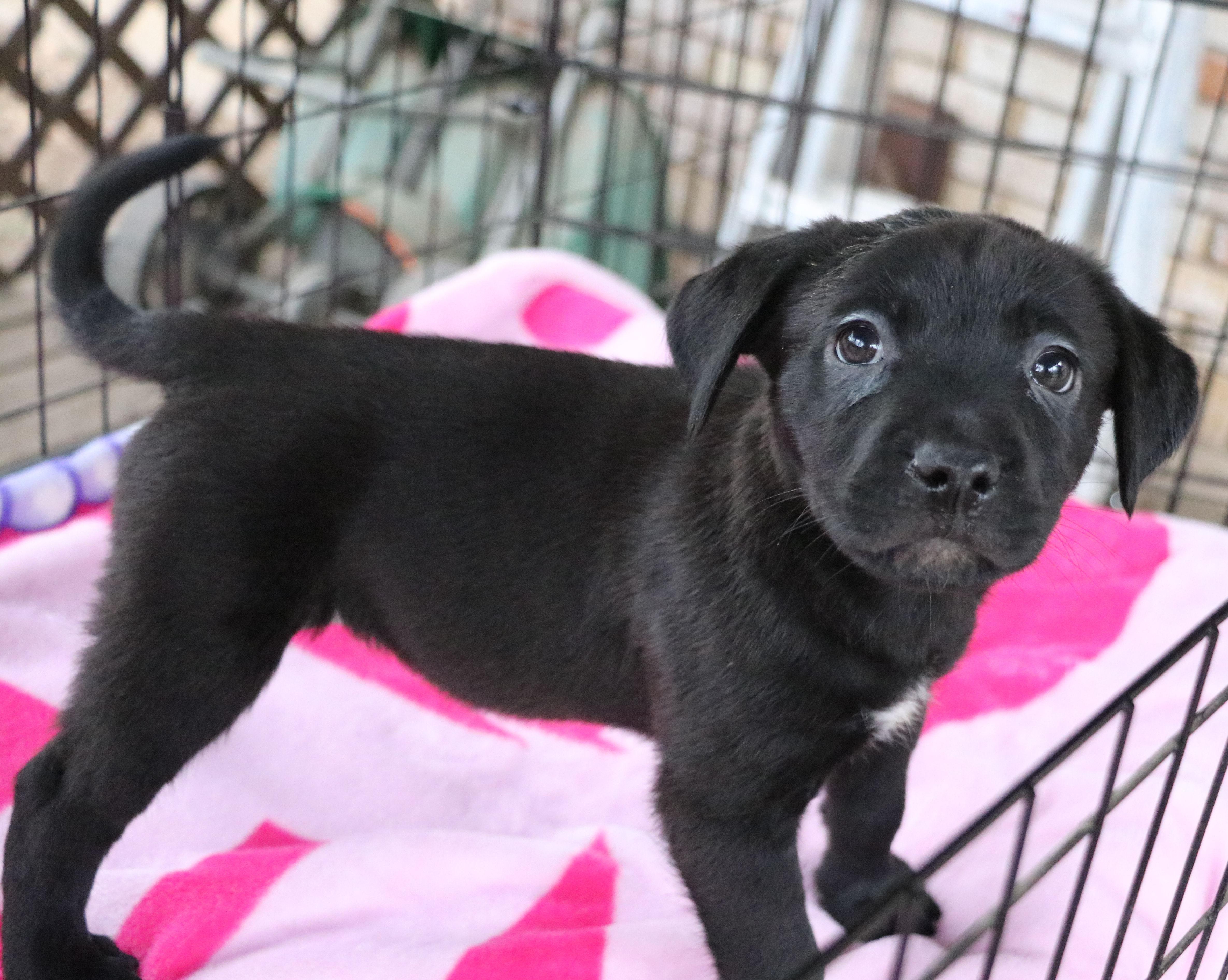 Enlarge Juliet L, an adopted Mixed Breed in Pflugerville, TX image 2/6