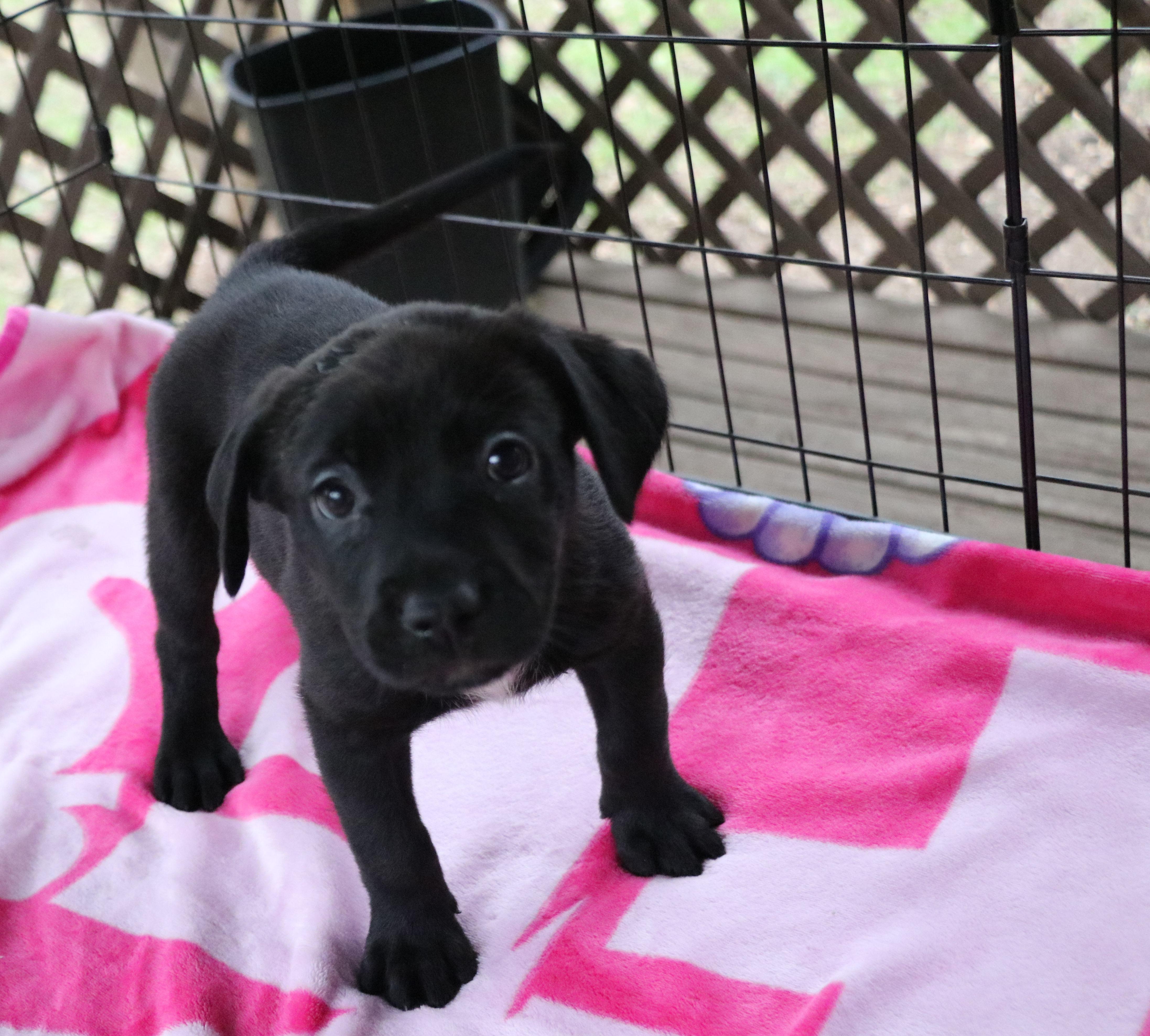 Enlarge Juliet L, an adopted Mixed Breed in Pflugerville, TX image 5/6