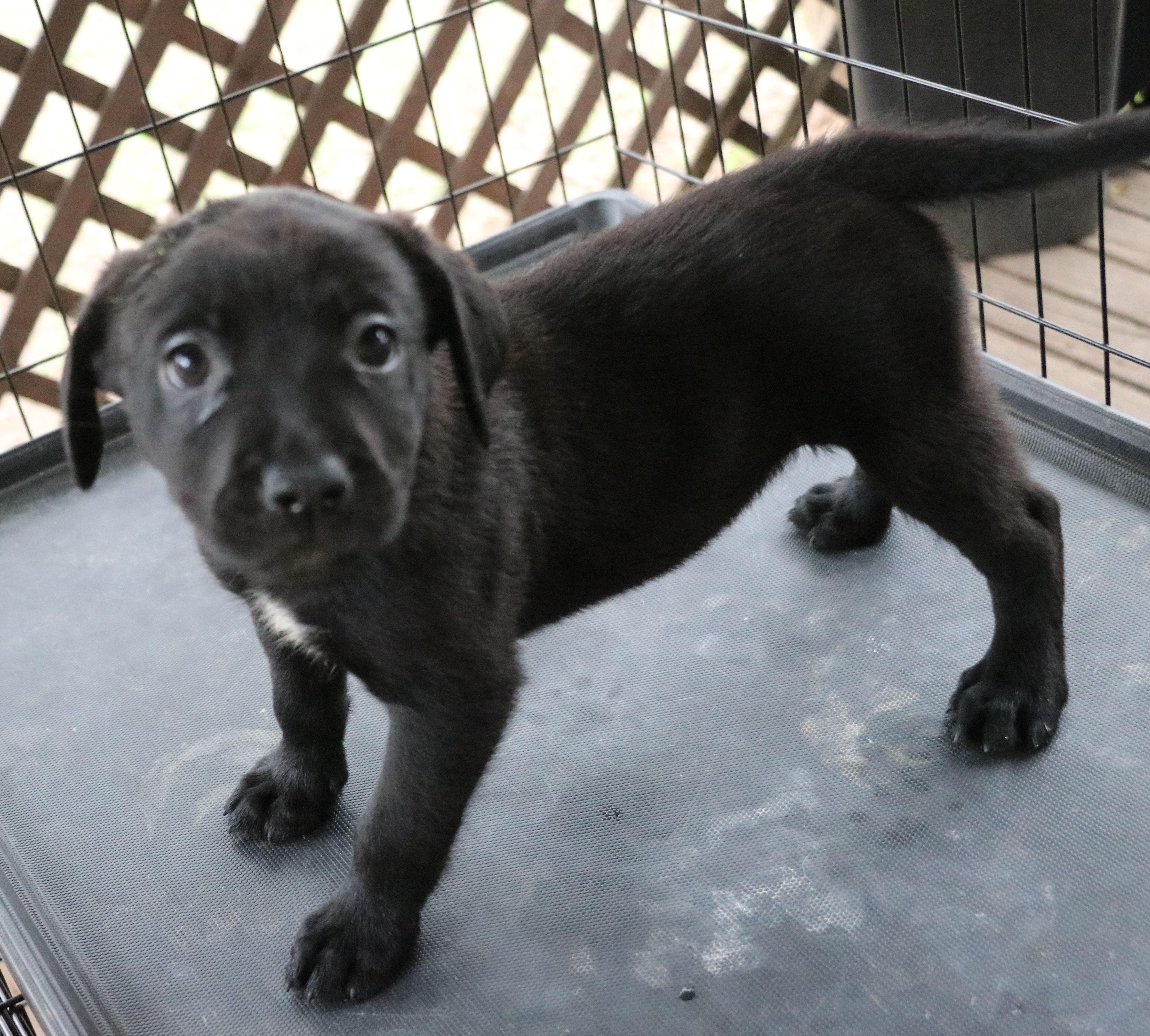 Enlarge Juliet L, an adopted Mixed Breed in Pflugerville, TX image 6/6