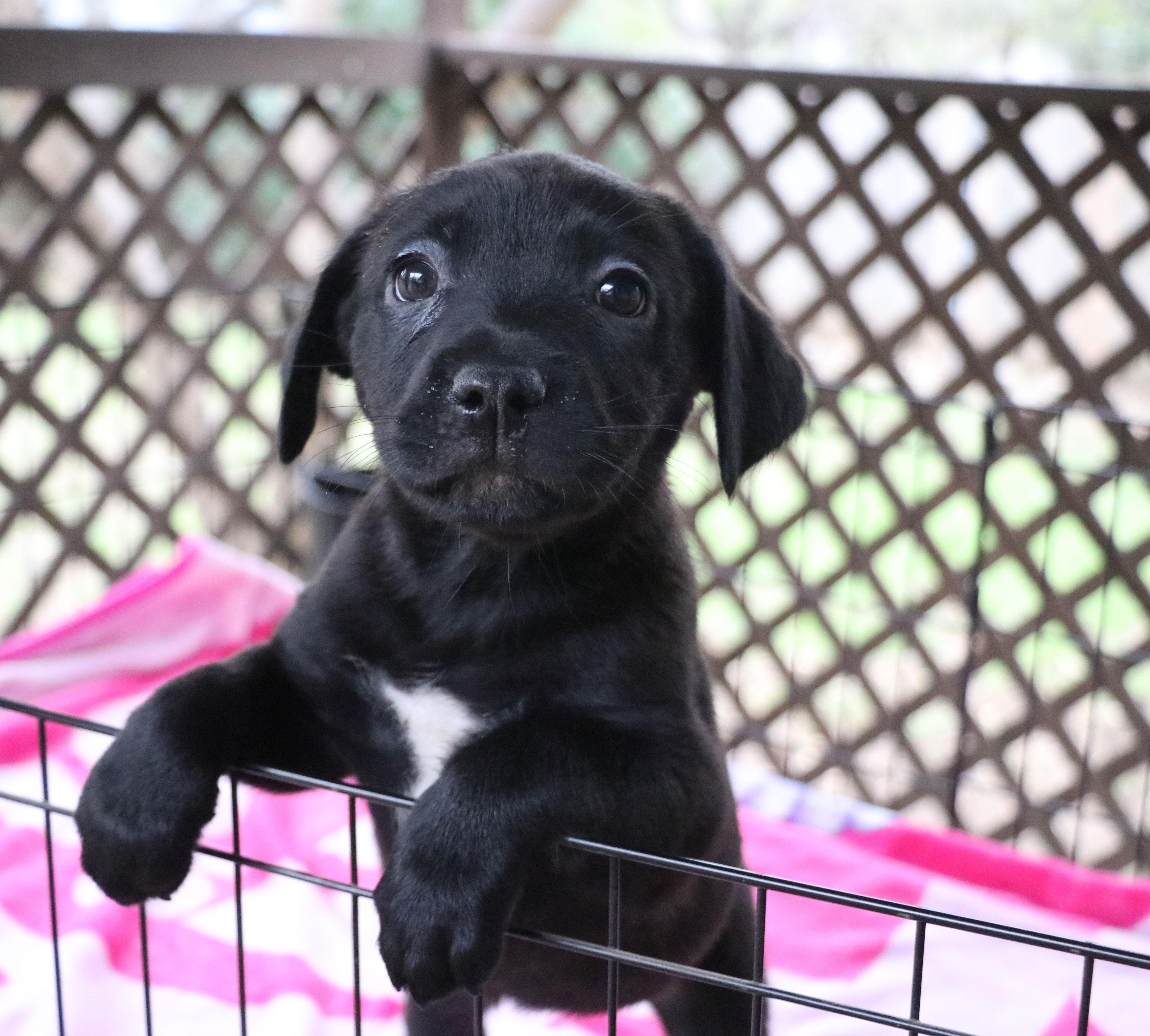 Enlarge Juliet L, an adopted Mixed Breed in Pflugerville, TX image 4/6