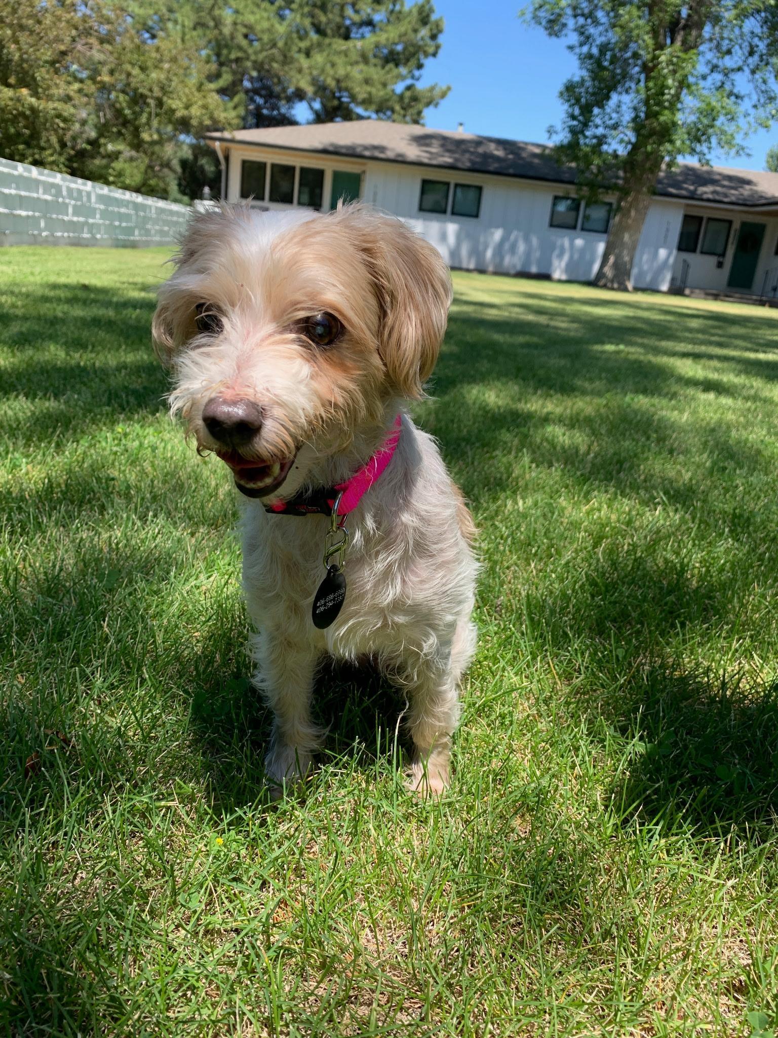 Enlarge Precious, an adopted mixed breed in Billings, MT image 1/1