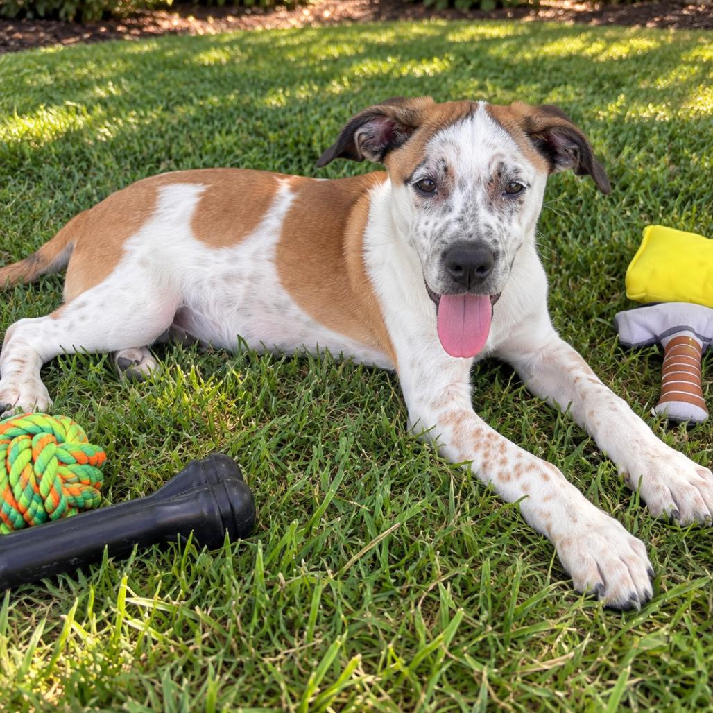 Marshall, Adoptable, Puppy Male Australian Cattle Dog / Blue Heeler.