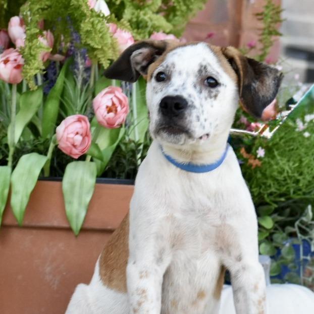 Enlarge Marshall, a Adoptable Australian Cattle Dog / Blue Heeler in Pulaski, TN image 3/4