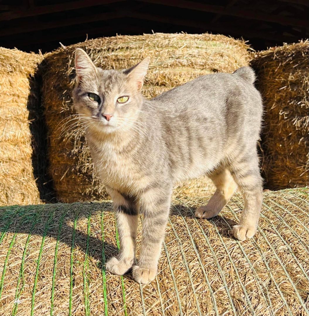 Enlarge Barn Cat/Working Cat/Mouser, a Adoptable mixed breed in Watkinsville, GA image 8/12