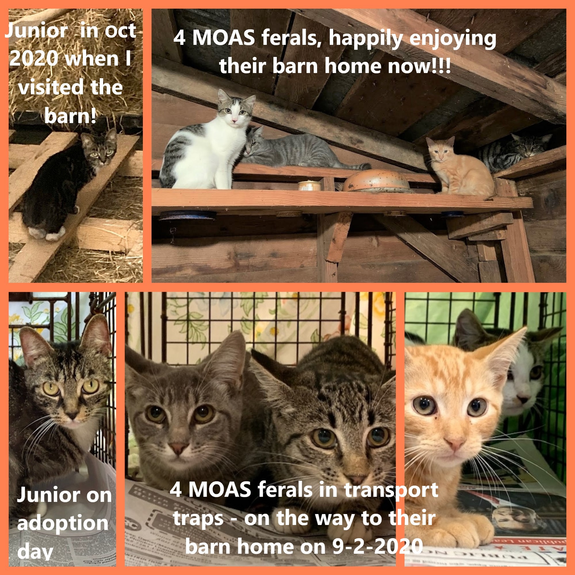 Enlarge Barn Cat/Working Cat/Mouser, a Adoptable mixed breed in Watkinsville, GA image 9/12