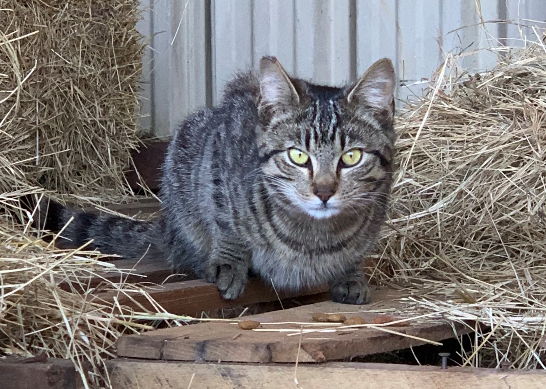 Barn Cat/Working Cat/Mouser, a Adoptable mixed breed in Watkinsville, GA image 1/12
