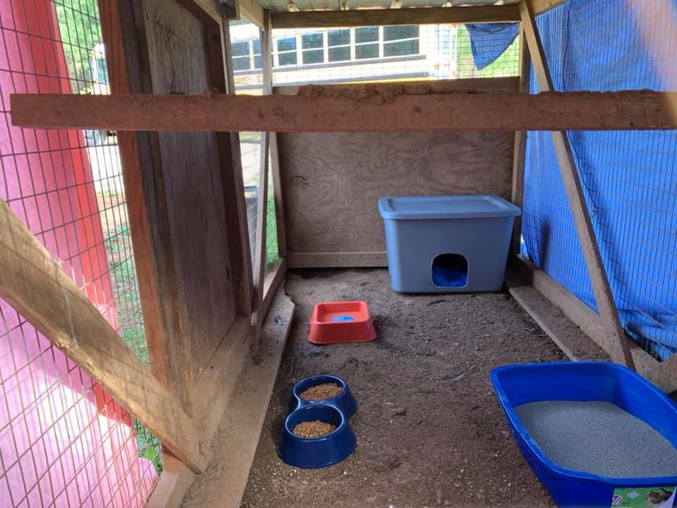 Enlarge Barn Cat/Working Cat/Mouser, a Adoptable mixed breed in Watkinsville, GA image 10/12