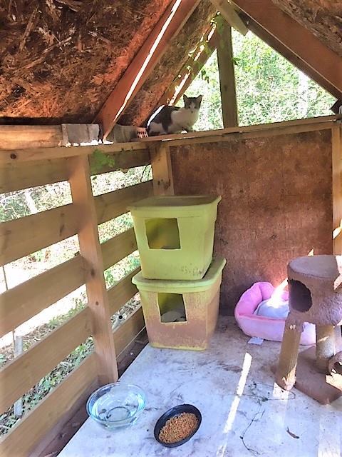 Enlarge Barn Cat/Working Cat/Mouser, a Adoptable mixed breed in Watkinsville, GA image 11/12