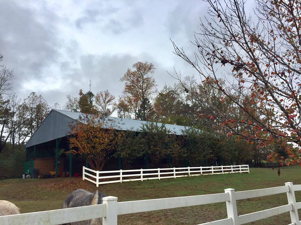 Enlarge Barn Cat/Working Cat/Mouser, a Adoptable mixed breed in Watkinsville, GA image 12/12