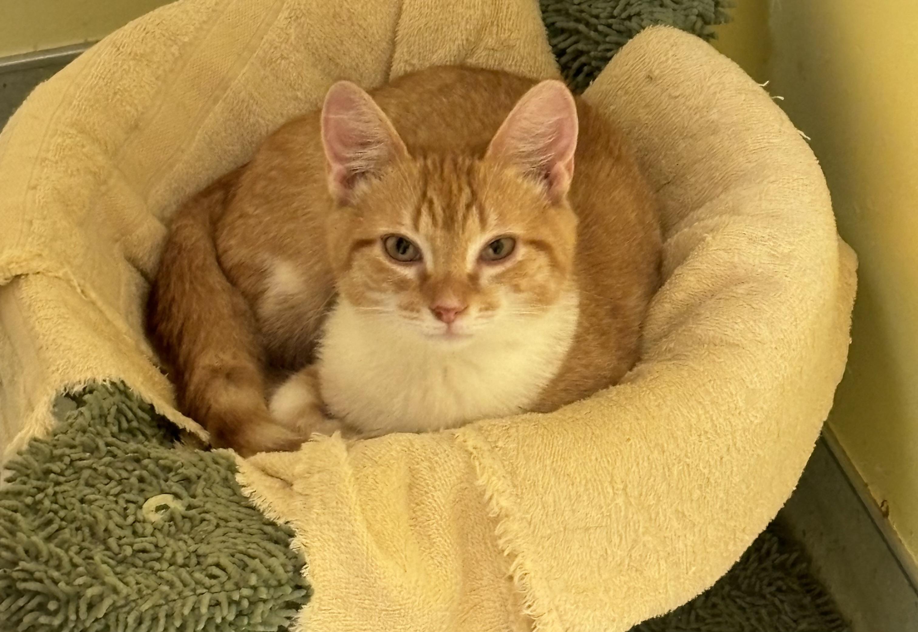 Tabitha, Adopted, Kitten Female Domestic Short Hair.