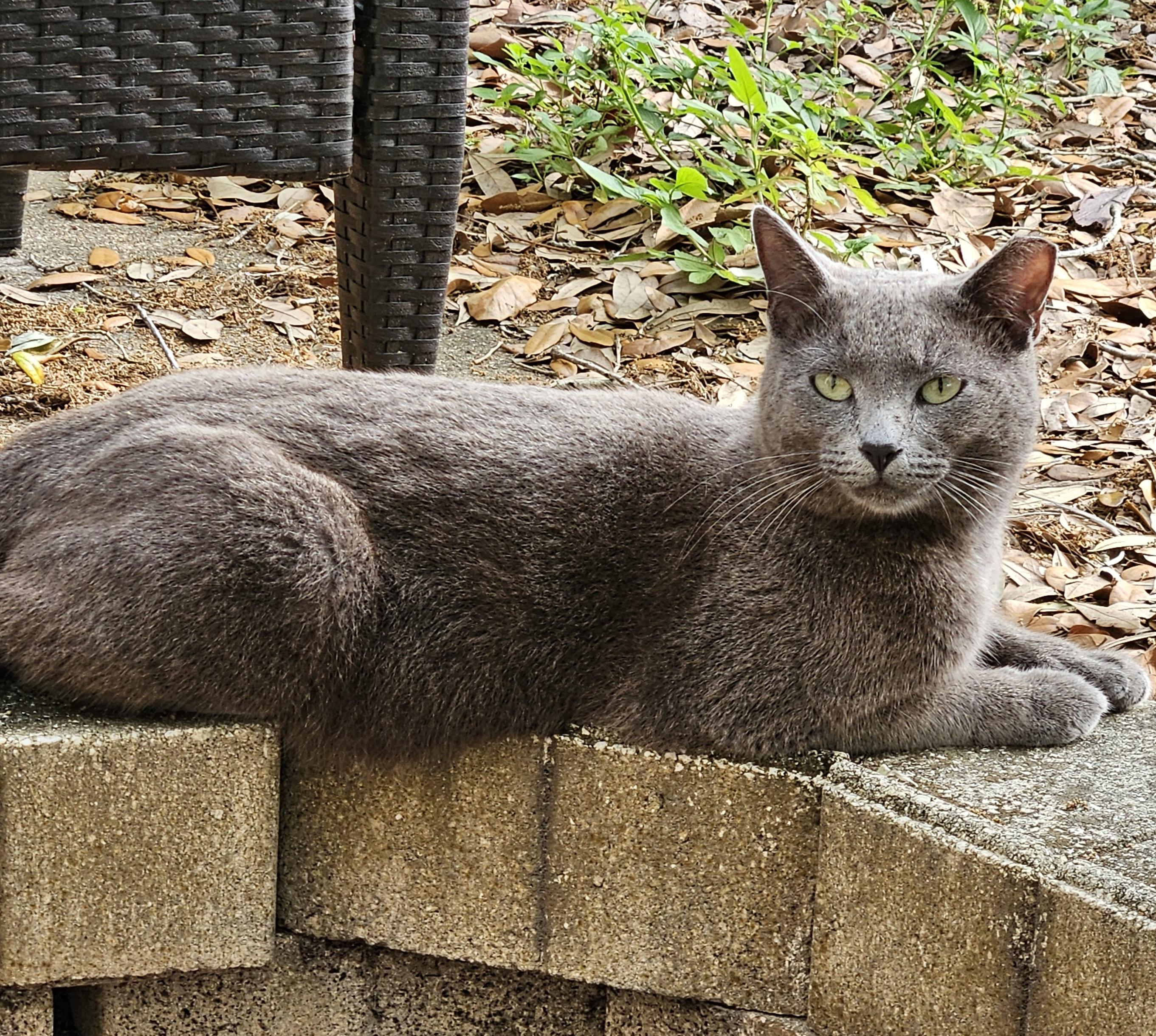 Meet Barry – The Cat Who Walks (and Talks!) Among Us, a Adoptable mixed breed in Temple Terrace, FL image 1/2