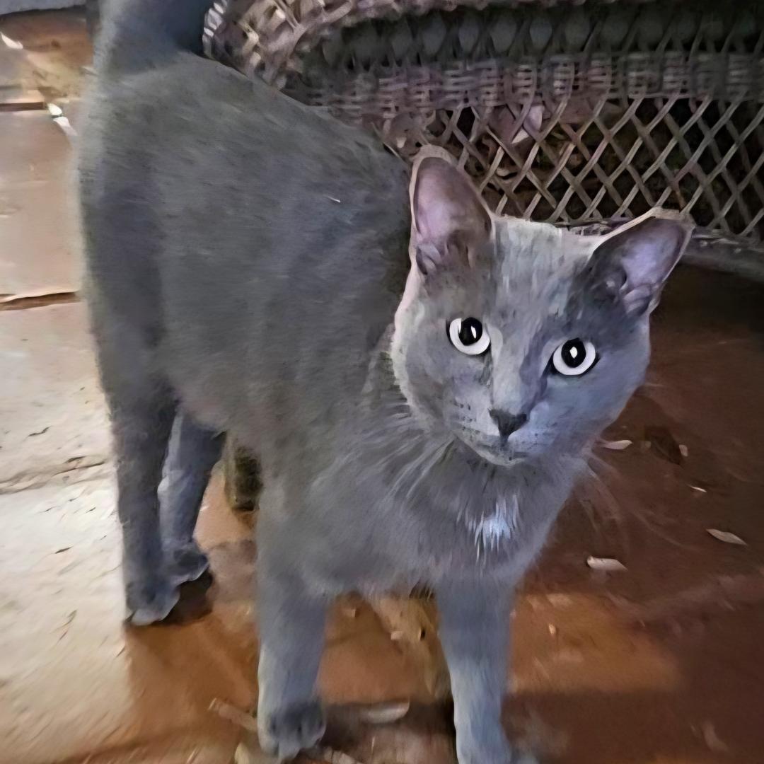 Meet Barry – The Cat Who Walks (and Talks!) Among Us, a Adoptable mixed breed in Temple Terrace, FL image 2/2