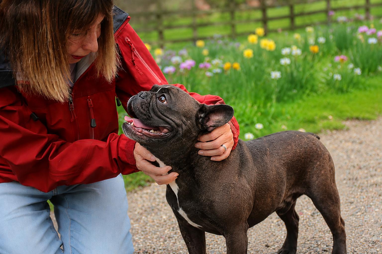 Zach, an adopted French Bulldog in POTOMAC, MD image 5/5