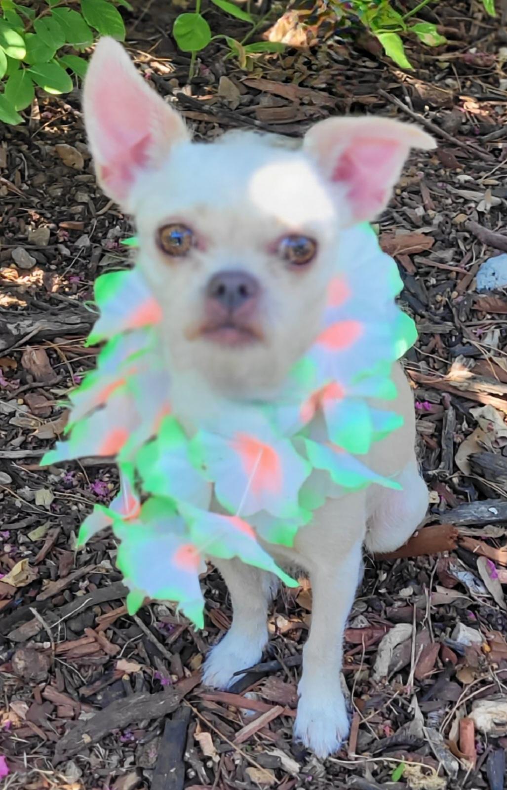Bonnie, ADOPTABLE, Adult Female Chihuahua.