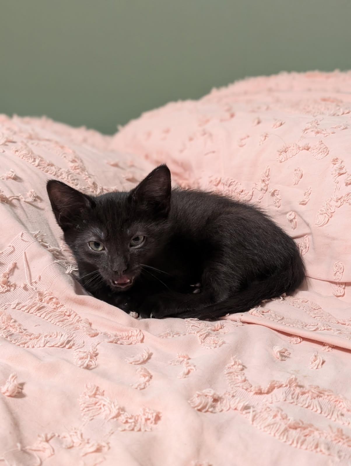 Sweet Potato , adopted, Kitten Male Domestic Short Hair.