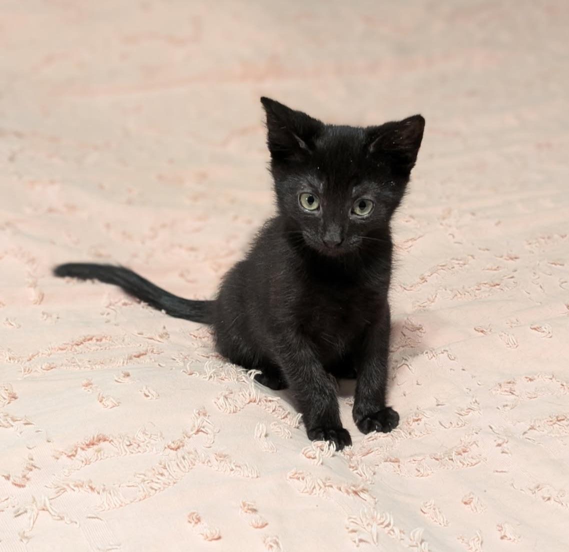 Sweet Potato , an adopted mixed breed in Howell, MI image 2/2