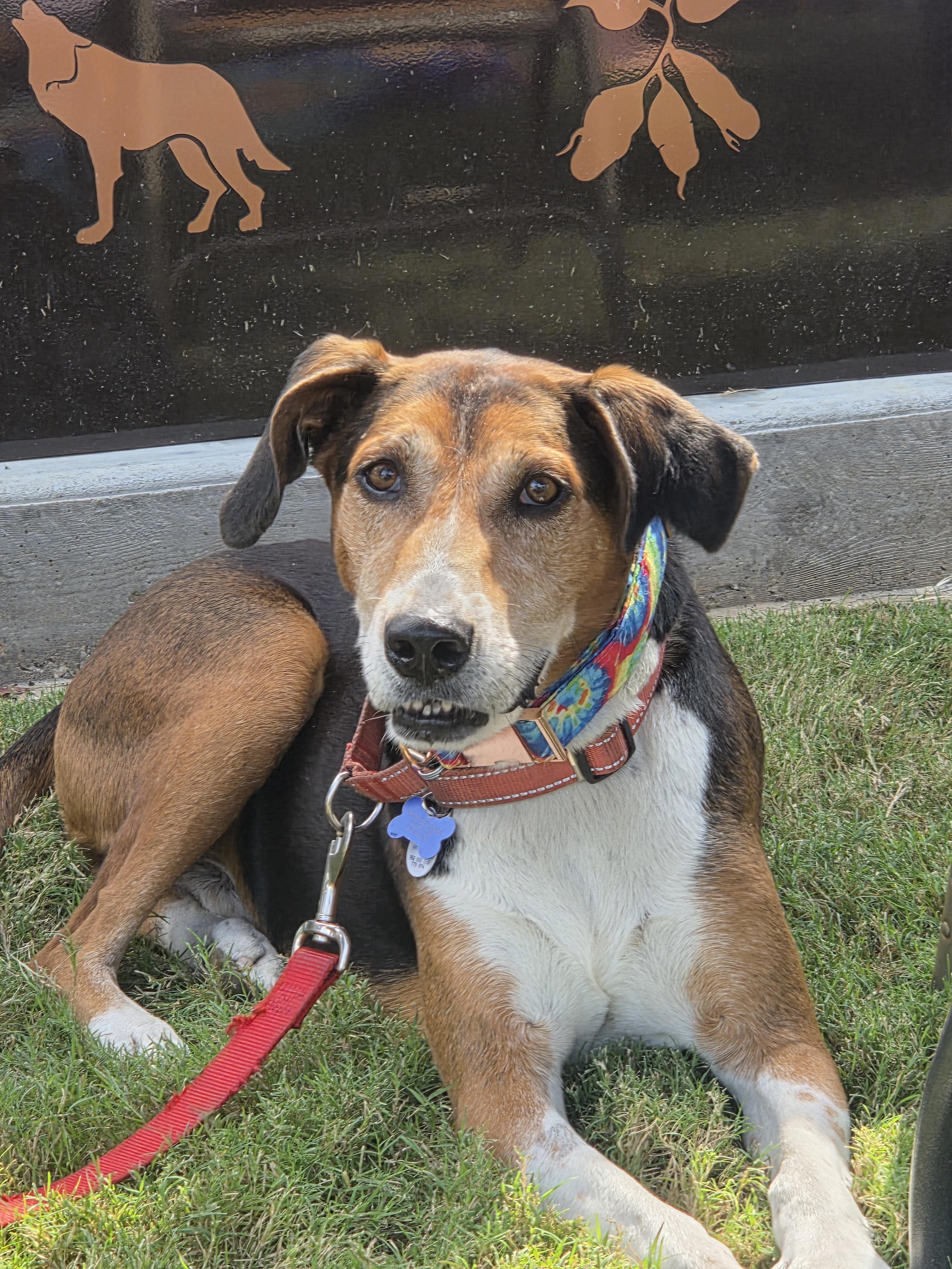 Enlarge Duke, a Adoptable mixed breed in TULSA, OK image 2/6