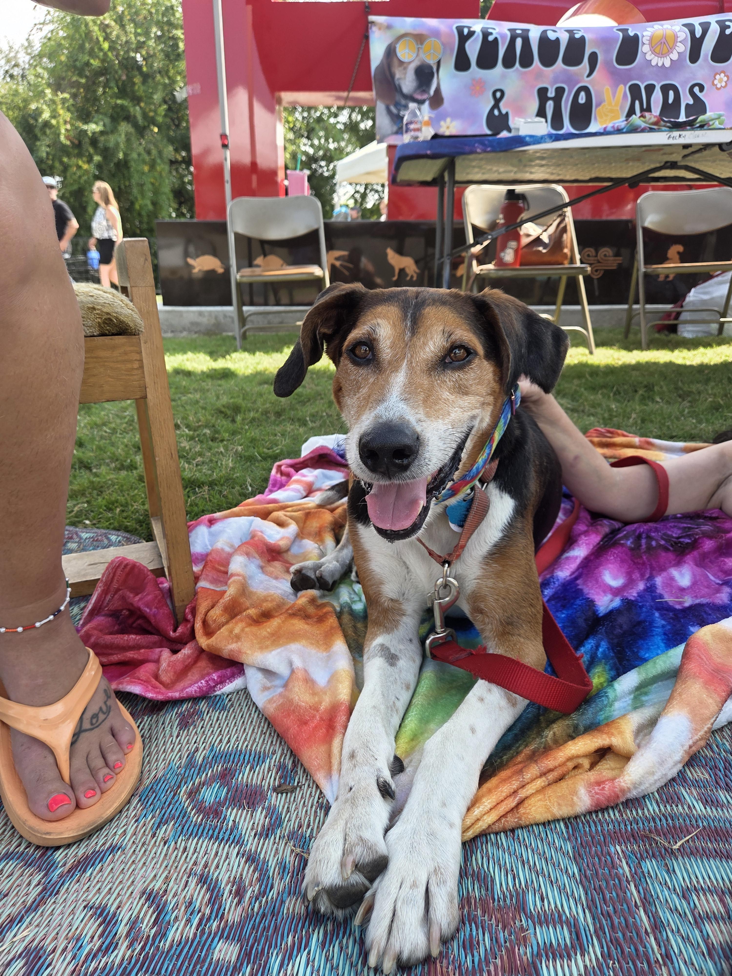 Enlarge Duke, a Adoptable mixed breed in TULSA, OK image 3/6