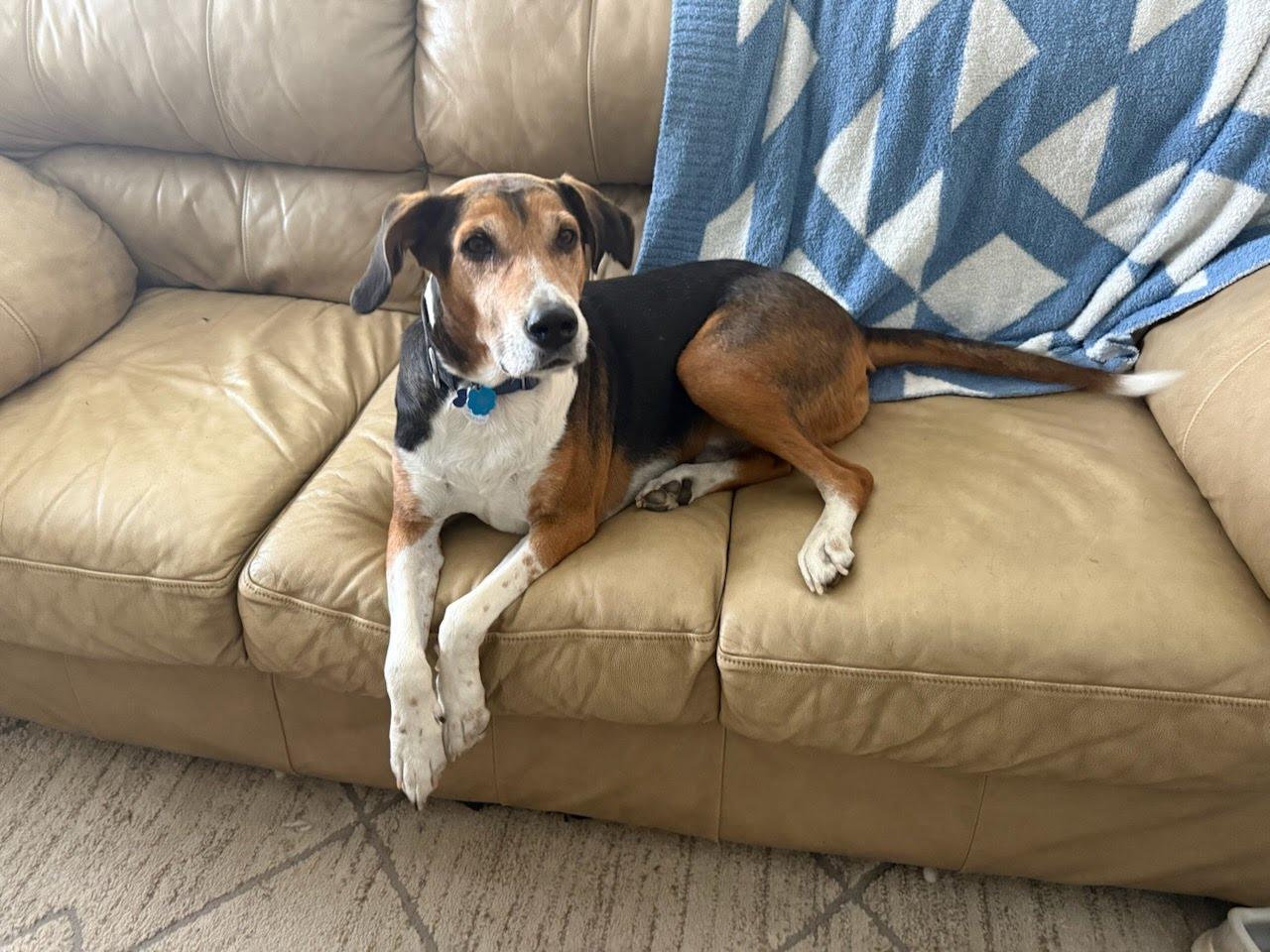 Enlarge Duke, a Adoptable mixed breed in TULSA, OK image 4/6