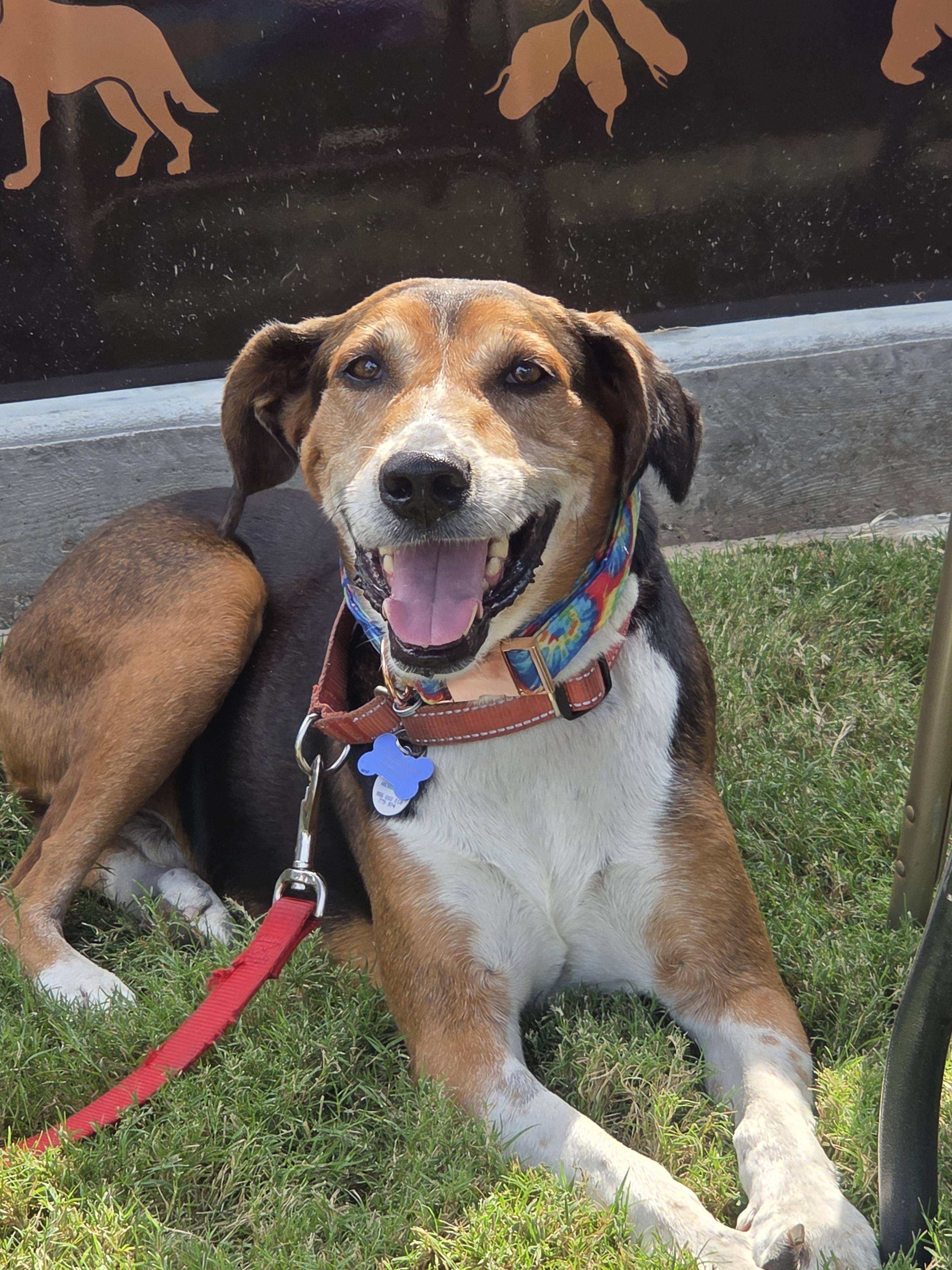 Enlarge Duke, a Adoptable mixed breed in TULSA, OK image 5/6