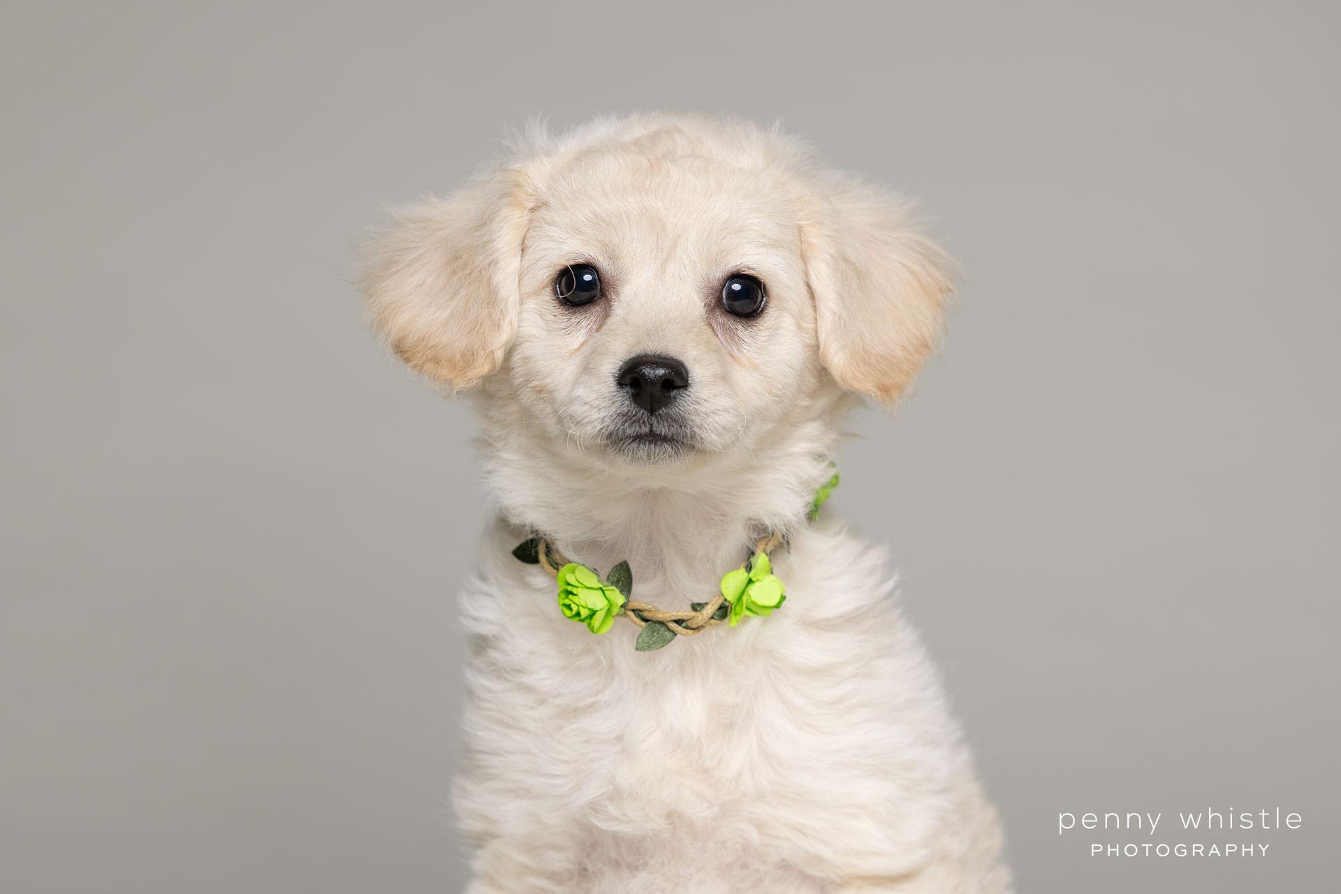 Brylee, Adoptable, Puppy Female Poodle.