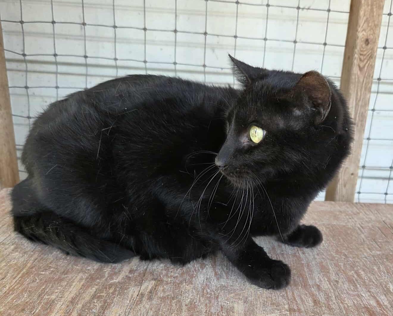 Spartacus — thumbnail 2