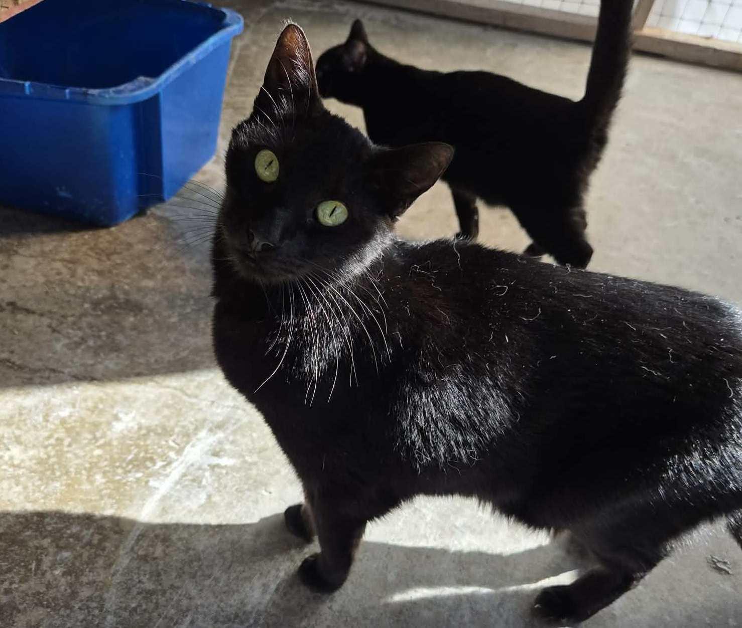 Spartacus — thumbnail 3