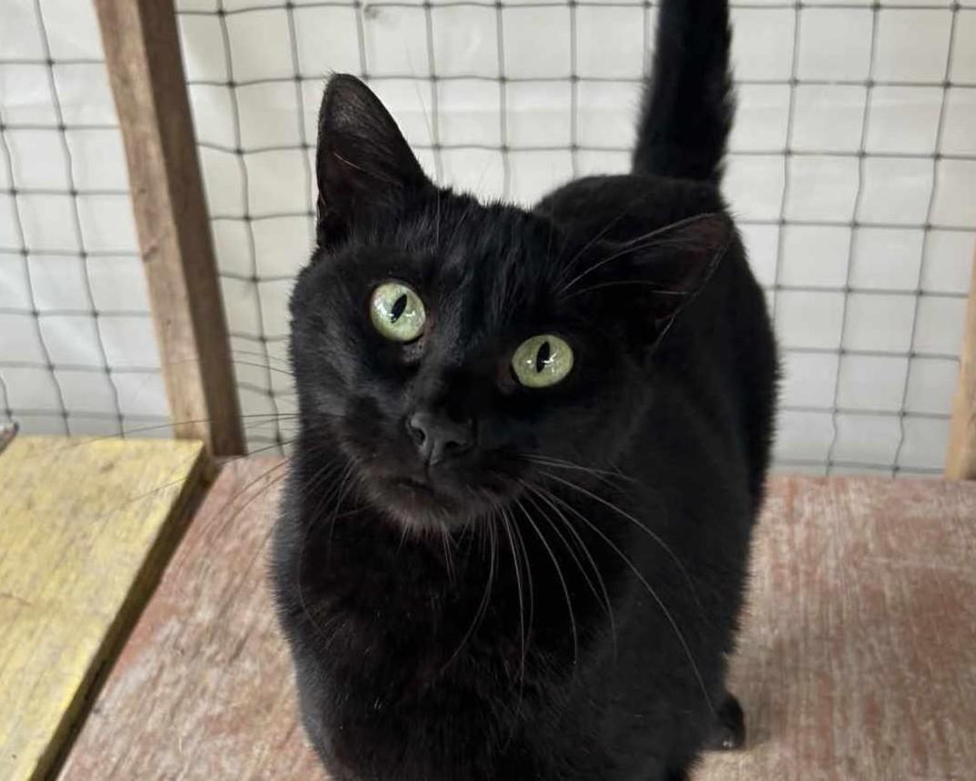 Spartacus — thumbnail 4